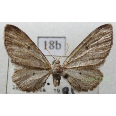 Eupithecia denotata (Hübner, 1813) Czech18b